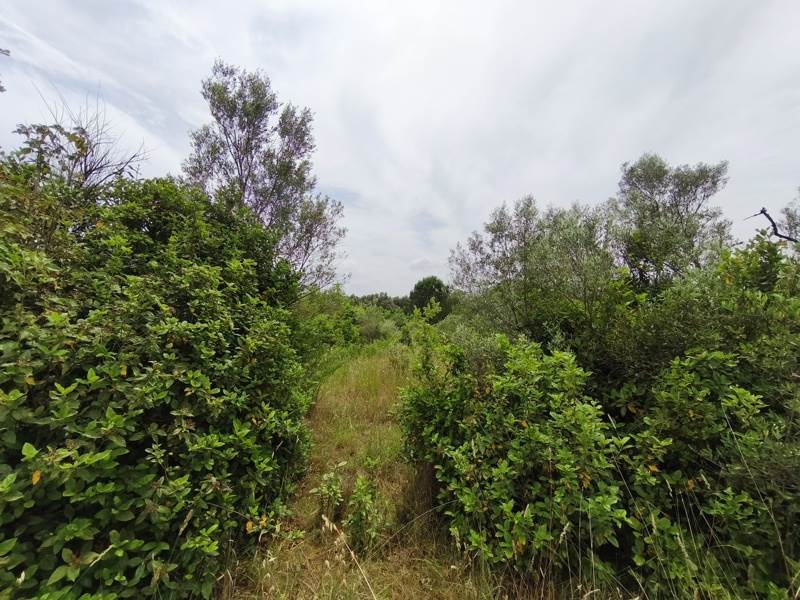 Vente Terrain Saint-Georges-d'Orques - -3690 m² - (34680)