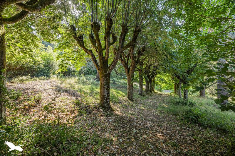 Vente Maison POCE SUR CISSE - 8 pièces -300 m² - (37530)
