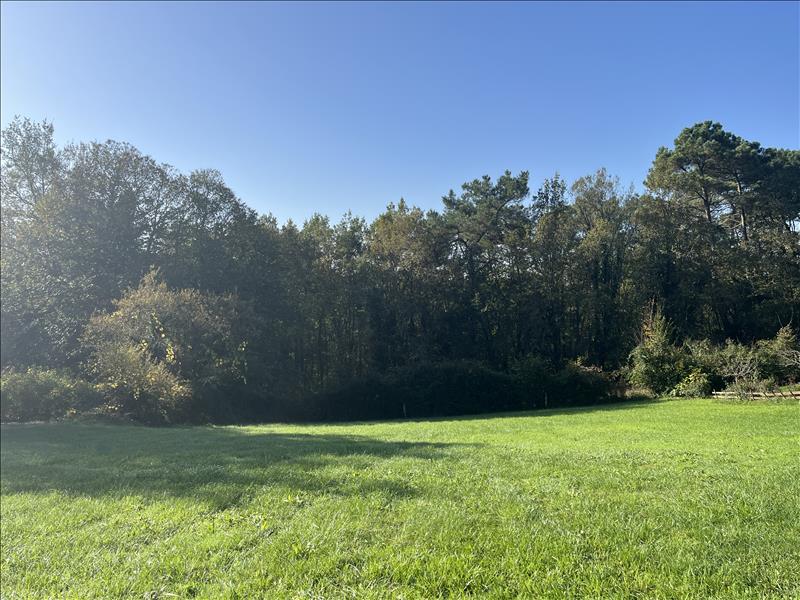 Vente Terrain DOMME - -1331 m² - (24250)