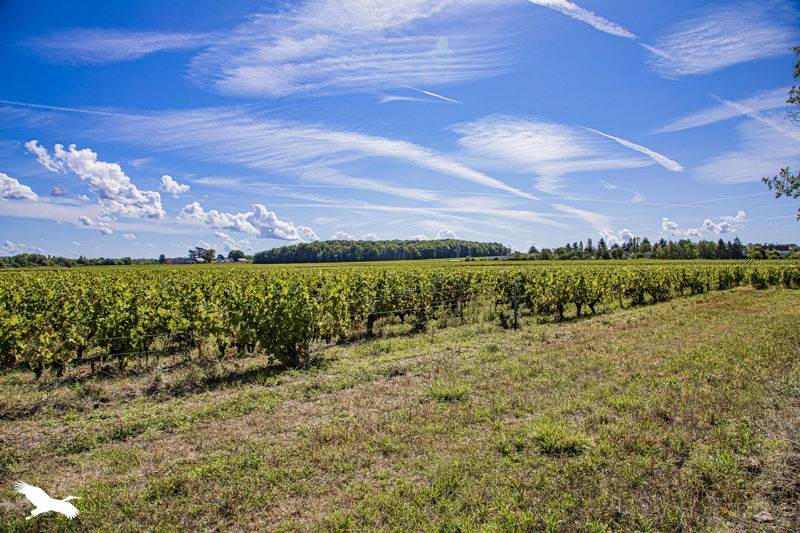 Vente Maison FRANCUEIL - 9 pièces -180 m² - (37150)