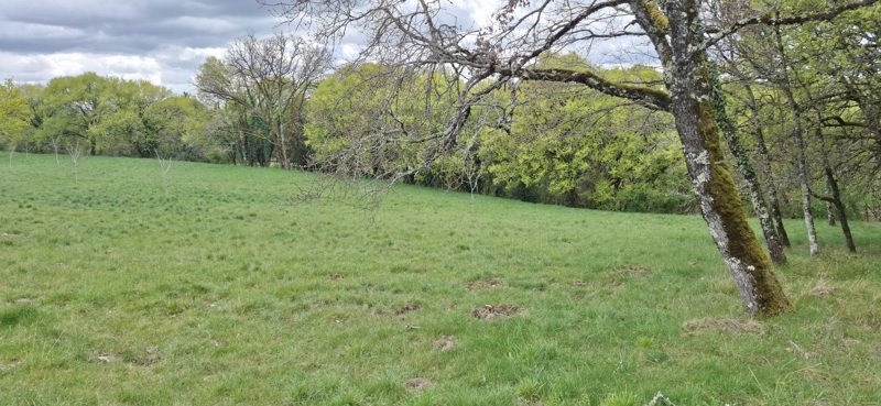 Vente Terrain PINSAC - -6000 m² - (46200)