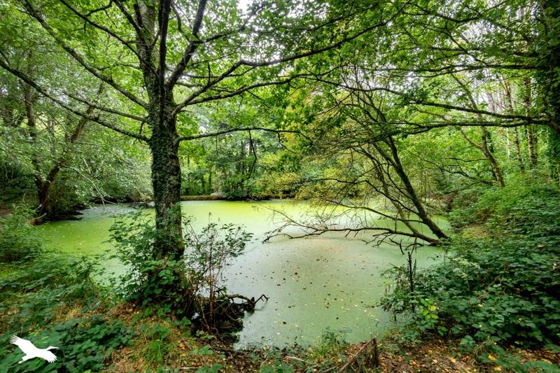Vente Maison ST URBAIN - 4 pièces -186 m² - (29800)