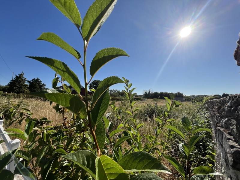 Vente Terrain MARCILLY SUR VIENNE - -1300 m² - (37800)
