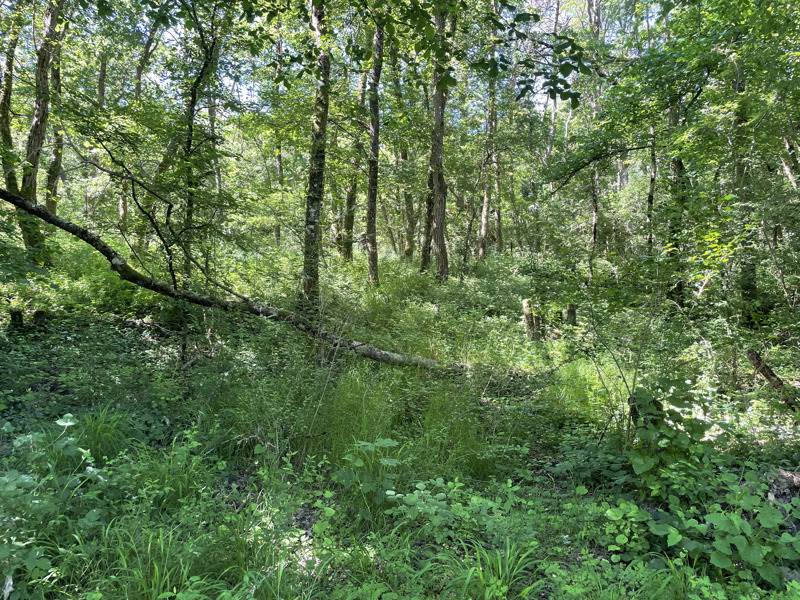Vente Terrain MONTRICHARD VAL DE CHER - -10988 m² - (41400)