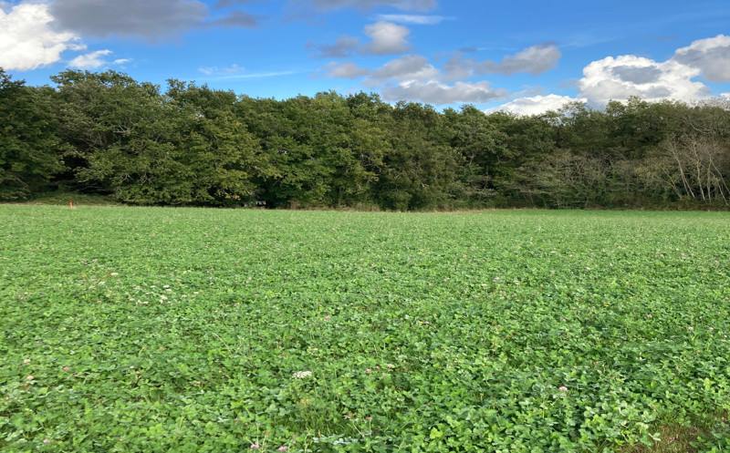 Vente Terrain ST SAUVEUR LALANDE - -1897 m² - (24700)