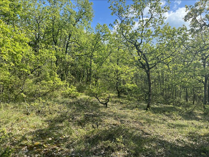 Vente Terrain CUZANCE - -5047 m² - (46600)