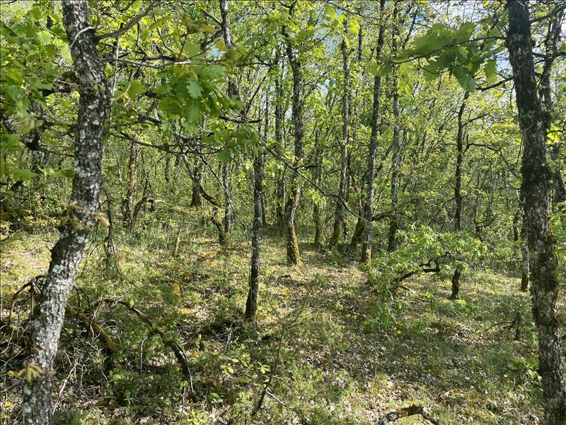 Vente Terrain CUZANCE - -5047 m² - (46600)