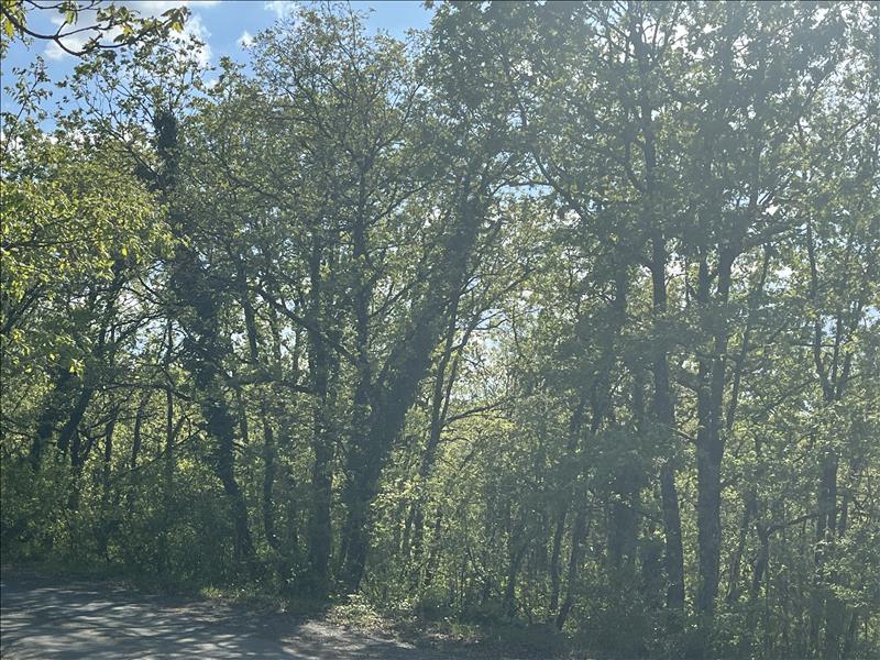 Vente Terrain CUZANCE - -5047 m² - (46600)