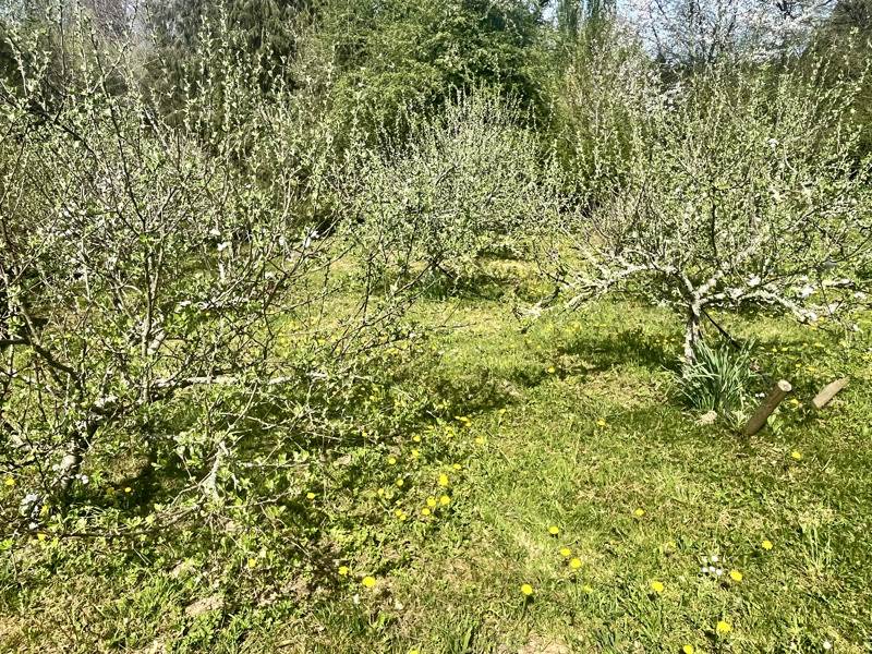 Vente Maison CHAMPAGNAC LA RIVIERE - 3 pièces -93 m² - (87150)