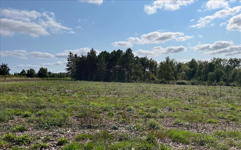 Vente Terrain MONTGUYON - -779 m² - (17270)