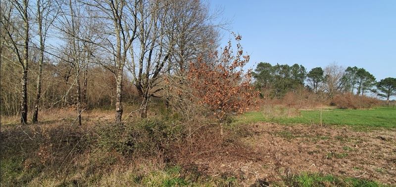 Vente Terrain CERCOUX - -1305 m² - (17270)