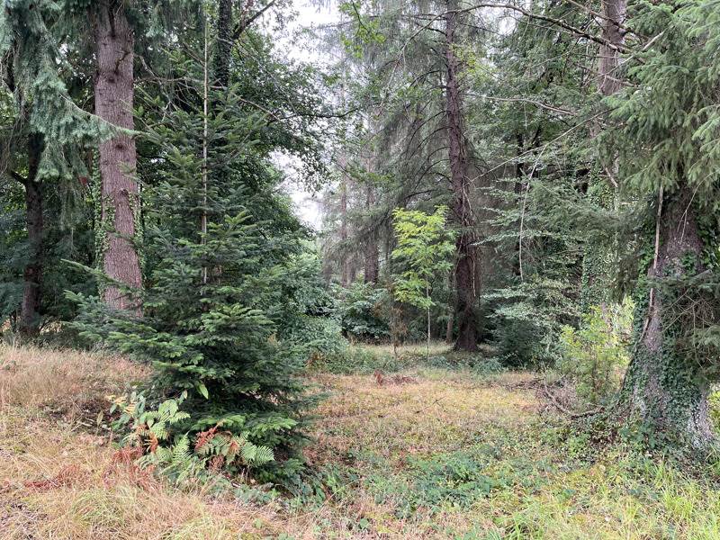 Vente Terrain ST PRIEST SOUS AIXE - -23775 m² - (87700)