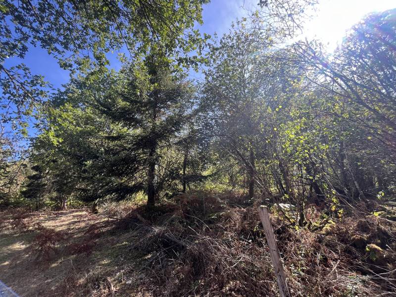 Vente Terrain Cognac-la-Forêt - -9300 m² - (87310)