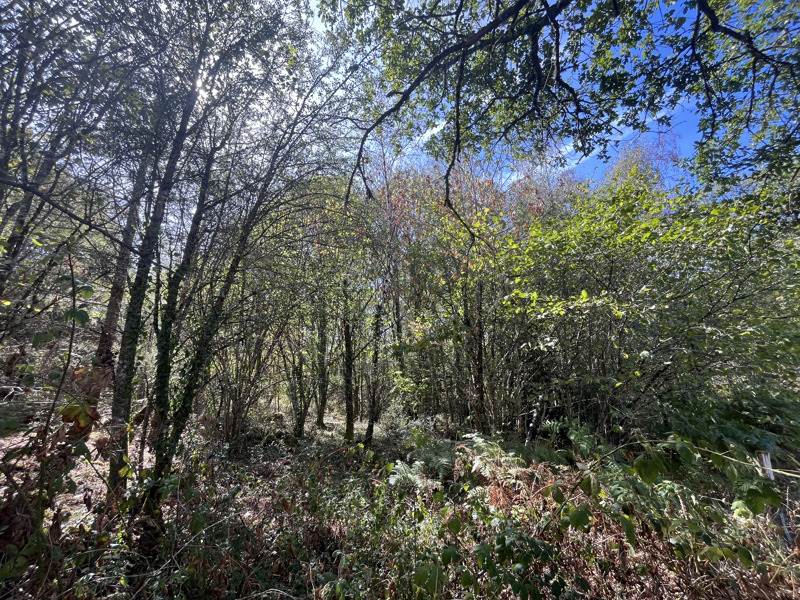 Vente Terrain Cognac-la-Forêt - -9300 m² - (87310)