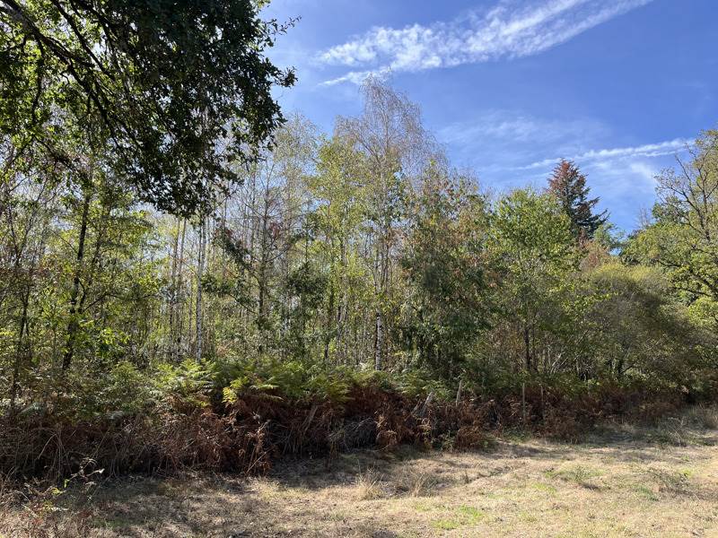 Vente Terrain Cognac-la-Forêt - -9300 m² - (87310)