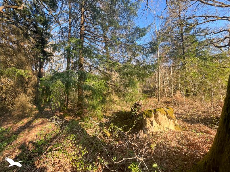 Vente Terrain Cognac-la-Forêt - -9300 m² - (87310)