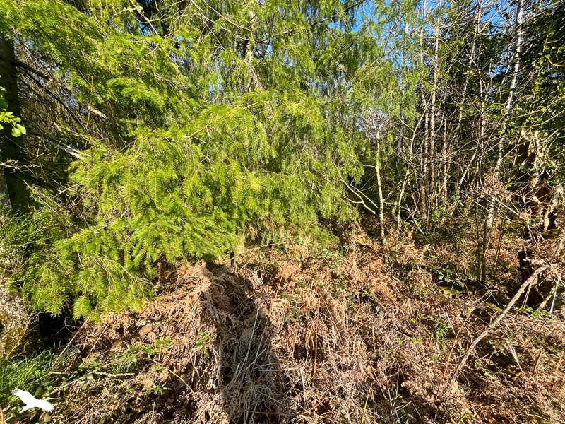 Vente Terrain Cognac-la-Forêt - -9300 m² - (87310)
