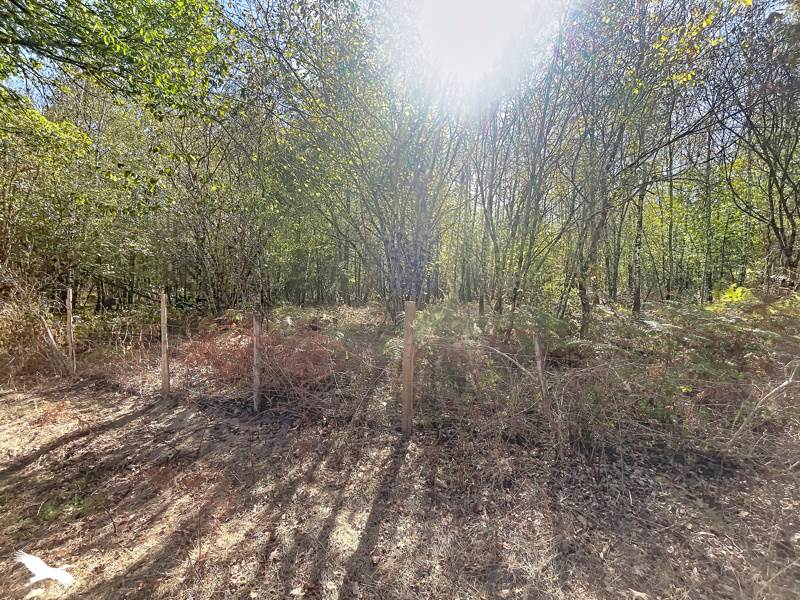 Vente Terrain Cognac-la-Forêt - -9300 m² - (87310)