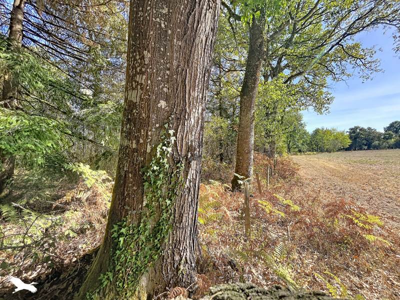 Vente Terrain Cognac-la-Forêt - -9300 m² - (87310)