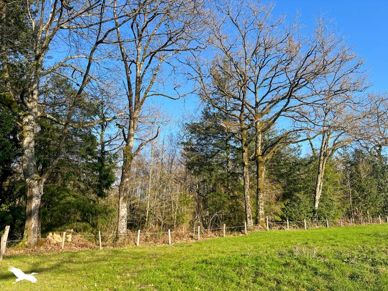 Vente Terrain COGNAC LA FORET - -9300 m² - (87310)