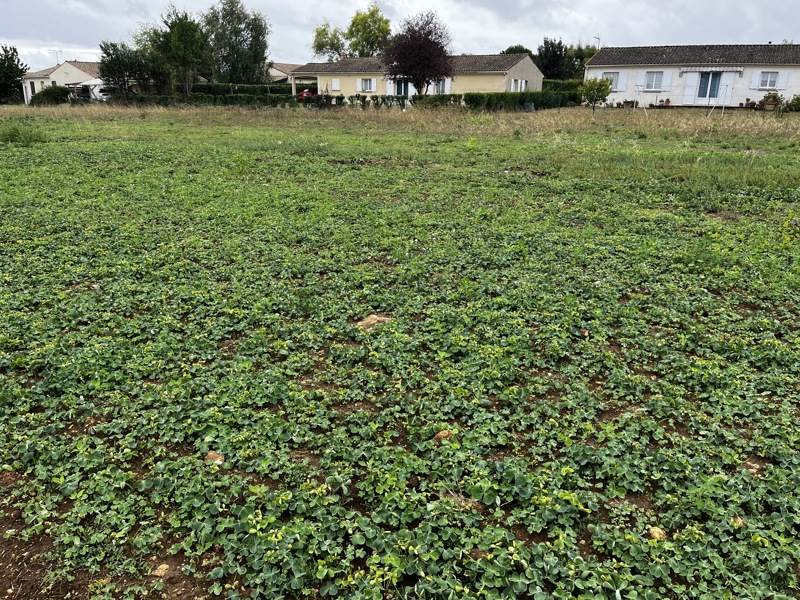 Vente Terrain TESSON - -750 m² - (17460)