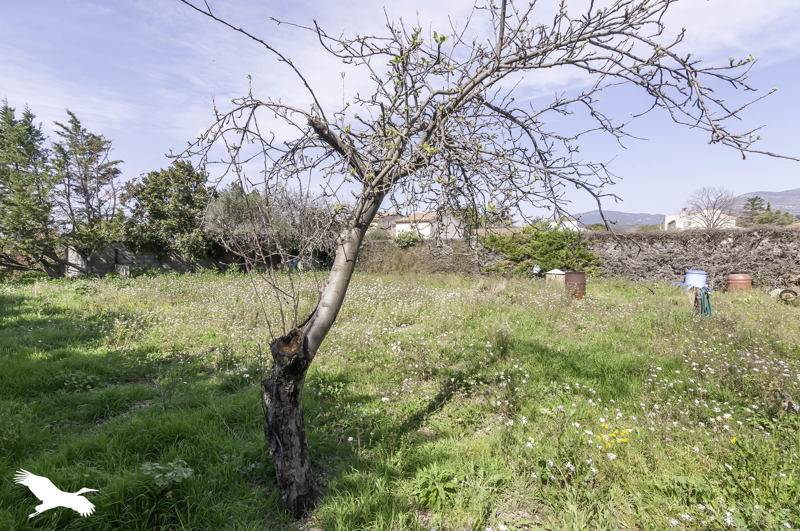 Vente Terrain MONTPEYROUX - -401 m² - (34150)