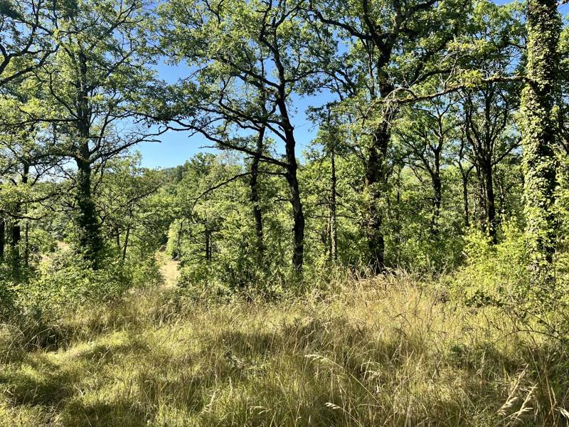 Vente Terrain LALBENQUE - -52513 m² - (46230)