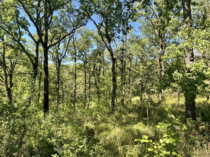 Vente Terrain LALBENQUE - -52513 m² - (46230)