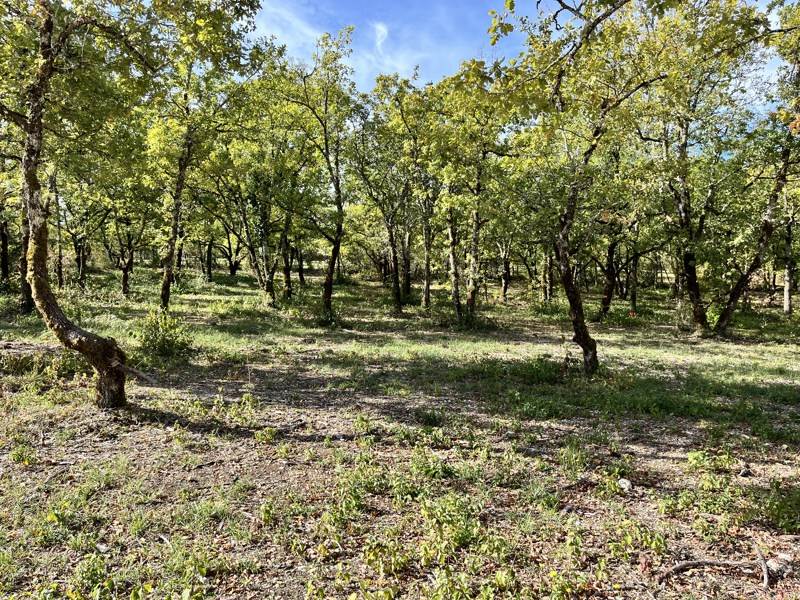 Vente Terrain LALBENQUE - -747 m² - (46230)