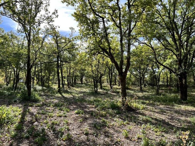 Vente Terrain LALBENQUE - -1069 m² - (46230)
