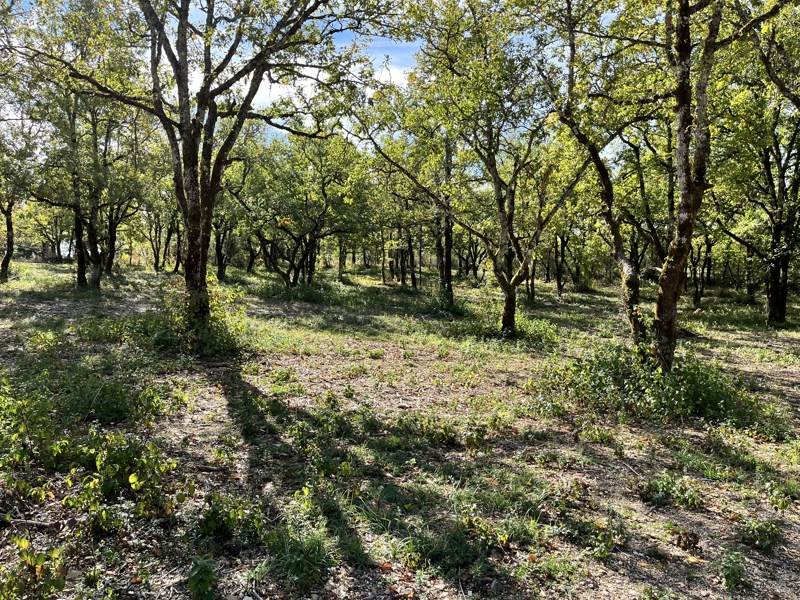Vente Terrain LALBENQUE - -1327 m² - (46230)