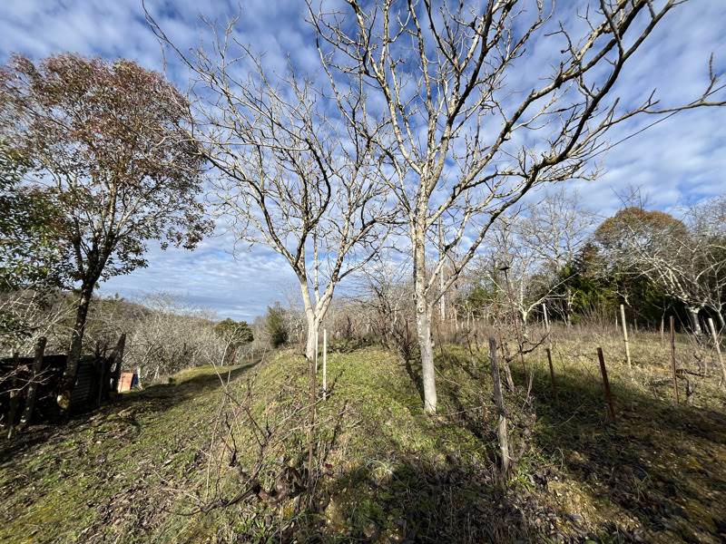 Vente Terrain AUCH - -4282 m² - (32000)
