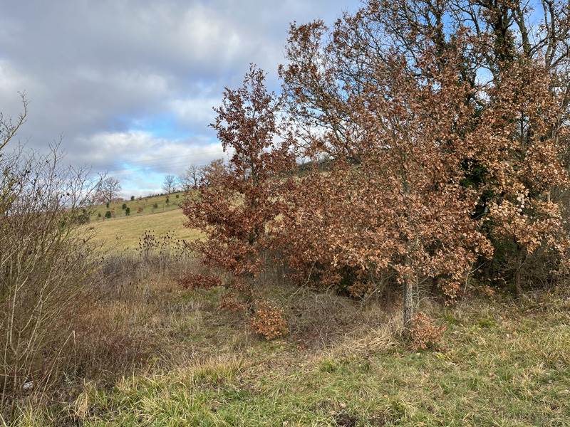 Vente Terrain LAMAZERE - -1731 m² - (32300)