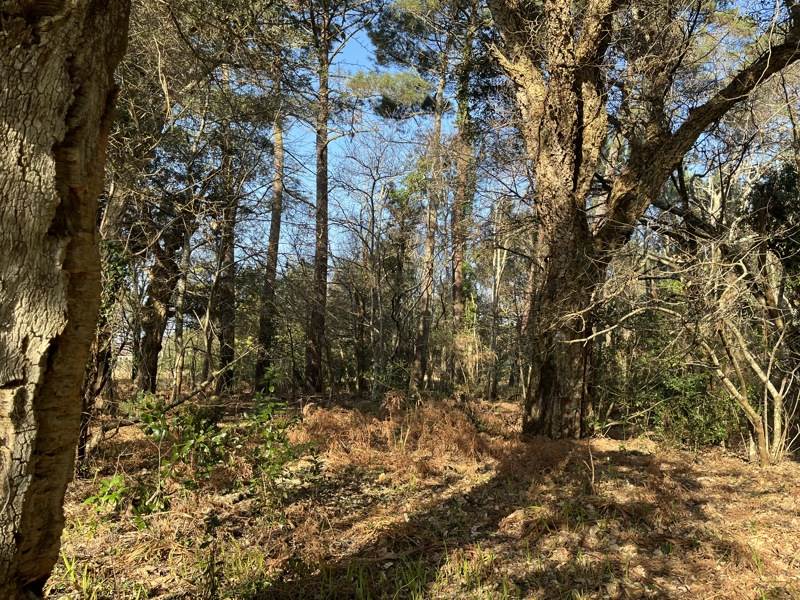Vente Terrain VIELLE ST GIRONS - -1704 m² - (40560)