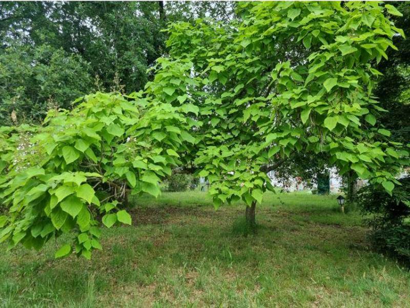 Vente Terrain BIGANOS - -745 m² - (33380)