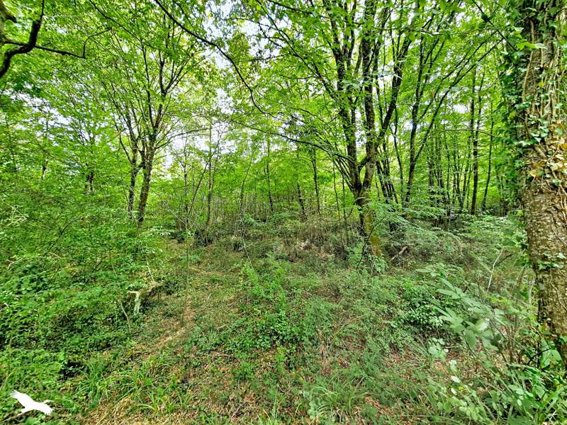 Vente Terrain LA SAUVE - -81068 m² - (33670)