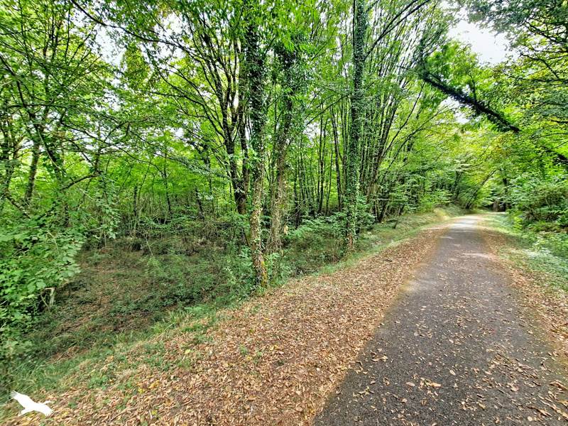 Vente Terrain LA SAUVE - -81068 m² - (33670)