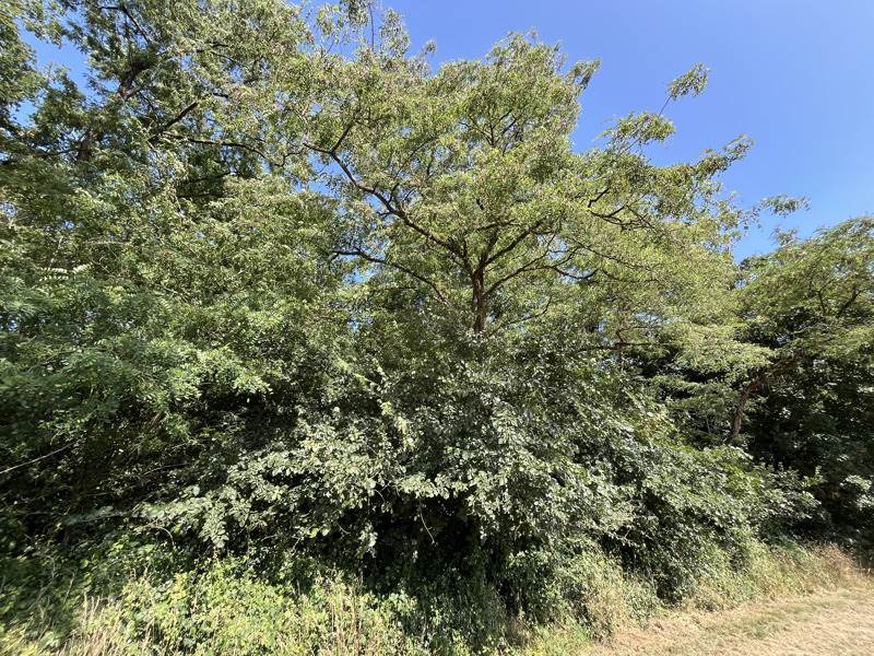 Vente Terrain SORIGNY - -3732 m² - (37250)