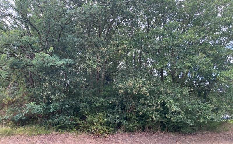 Vente Terrain MAGESCQ - -1098 m² - (40140)