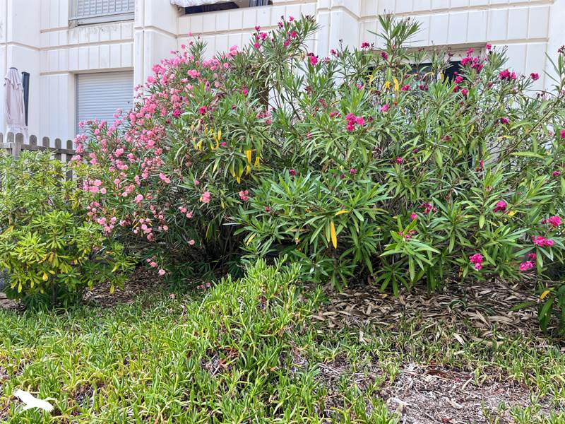 Vente Appartement SOULAC SUR MER - 1 pièce -22 m² - (33780)