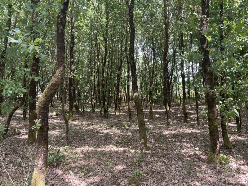 Vente Terrain TALAIS - -3656 m² - (33590)
