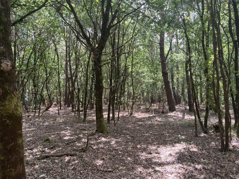 Vente Terrain TALAIS - -3656 m² - (33590)