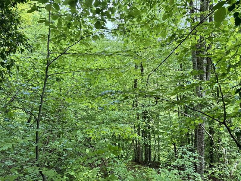Vente Terrain AULUS LES BAINS - -13466 m² - (09140)