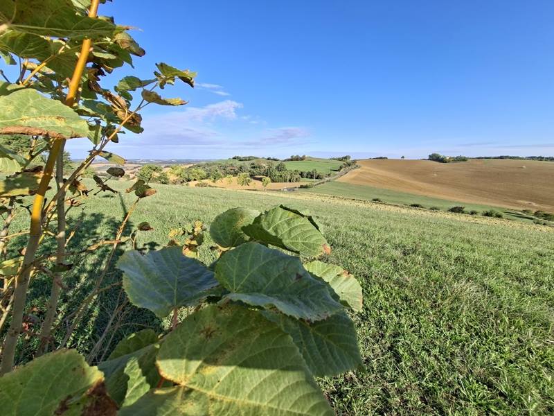 Vente Terrain PELLEFIGUE - -1690 m² - (32420)