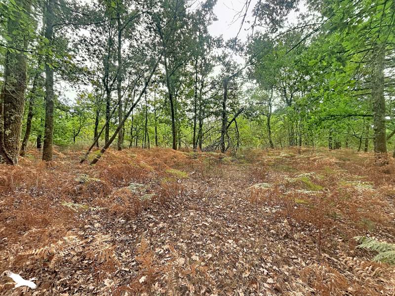 Vente Maison LARUSCADE - 5 pièces -233,7 m² - (33620)
