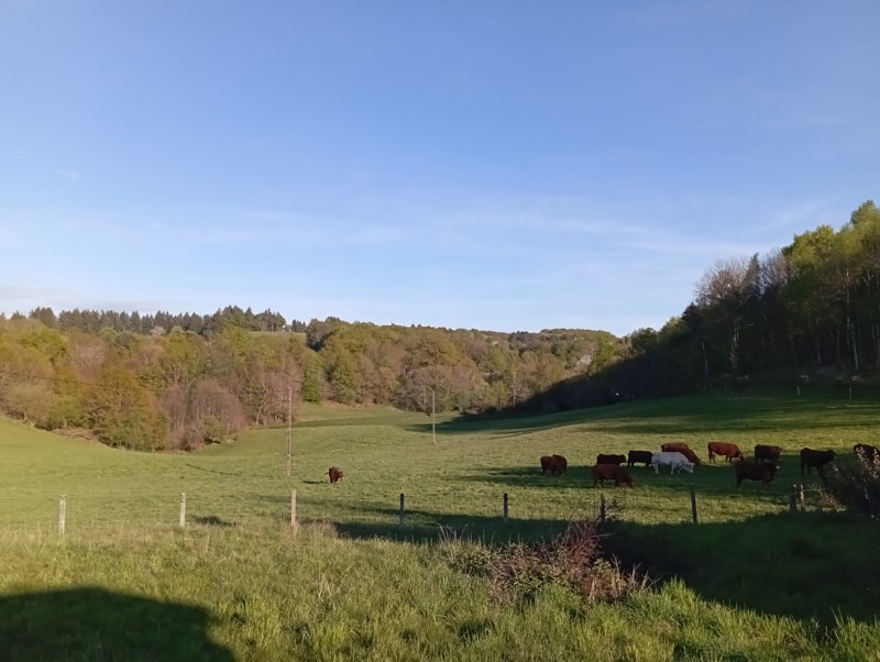 Vente Maison ST JULIEN LE PELERIN - 5 pièces -114 m² - (19430)