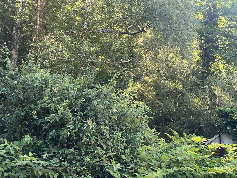 Vente Terrain BOISSE PENCHOT - -5433 m² - (12300)