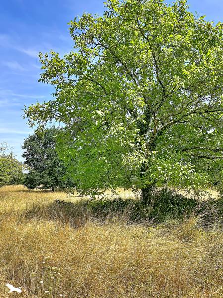 Vente Terrain NOYERS SUR CHER - -2452 m² - (41140)