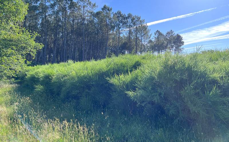 Vente Terrain LESPERON - -1796 m² - (40260)