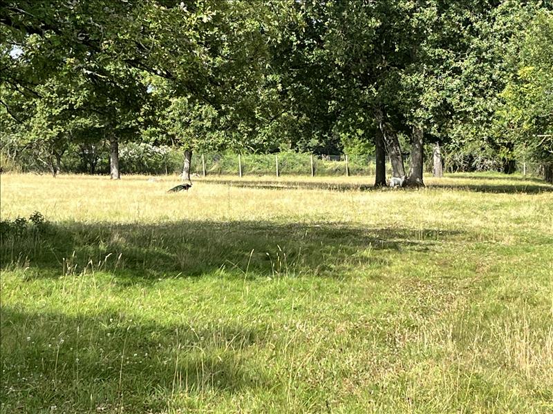 Vente Terrain CHOUSSY - -1592 m² - (41700)